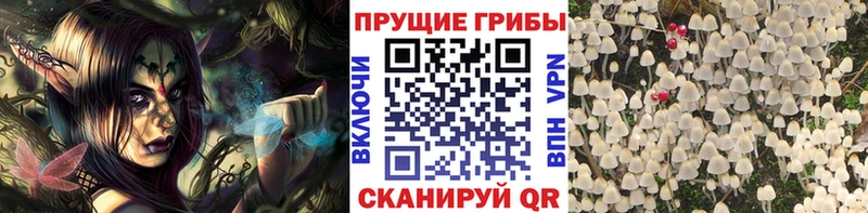 Галлюциногенные грибы GOLDEN TEACHER  Купить  Переславль-Залесский 